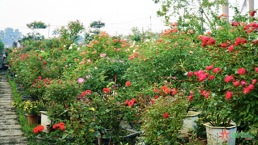 Nhiều chủng loại hoa hồng sẽ được giới thiệu tại Lễ hội hoa Mê Linh năm 2022.  